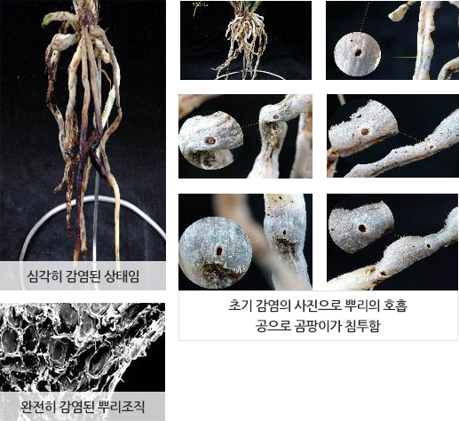 심각히 감염된 상태임 : 완전히 감염된 뿌리조직 : 초기 감염의 사진으로 뿌리의 호흡 공으로 곰팡이가 침투함