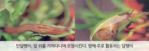 민달팽이, 잎 위를 기어다니며 오염시킨다. 밤에 주료 활동하는 달팽이